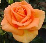  Realistic Orange Rose